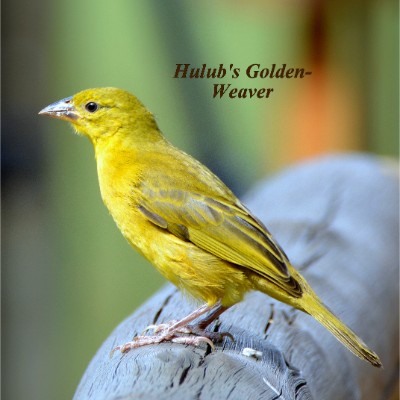 Holub's Golden-Weaver